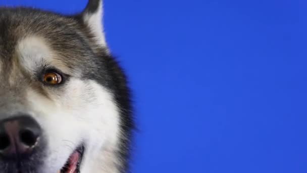 Aljaška Malamute ve studiu na modrém pozadí. Detailní profilový portrét čenichu psa. Zvíře se podívá před sebe, pak otočí hlavu a podívá se do kamery. Zpomalený pohyb. — Stock video