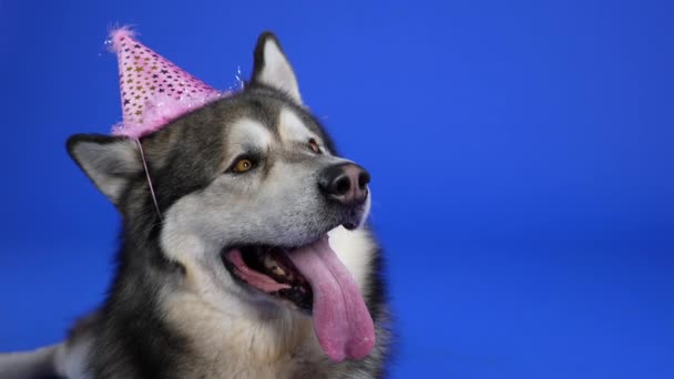 Alaska Malamute, stüdyonun mavi arka planında pembe bir parti şapkasının içinde yatıyor. Köpek anlamlı koyu kahverengi gözleriyle yukarı bakıyor. Ağır çekim. Kapat.. — Stok video