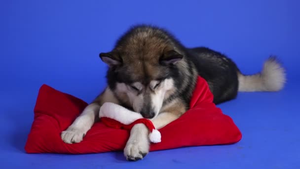 Malamute de pelúcia do Alasca está em um travesseiro vermelho no estúdio em um fundo azul. O animal cheira o chapéu vermelho do Pai Natal. No Natal. Ano Novo. Movimento lento. Fechar. — Vídeo de Stock