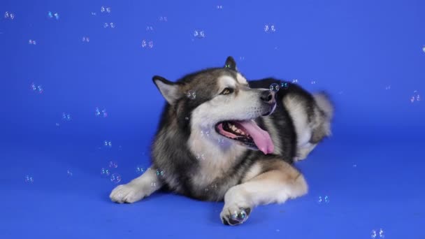 Widok z przodu Alaskan Malamute leżącego w studio na niebieskim tle. Zwierzątko monitoruje bańki mydlane, kładzie głowę na podłodze i odpoczywa. Zwolnij trochę. Zamknij się.. — Wideo stockowe