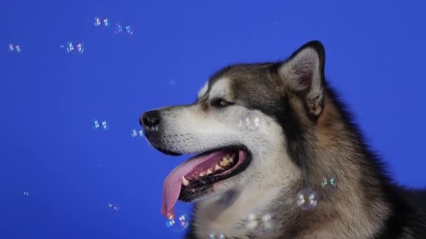 Alaskan Malamute si trova nello studio su uno sfondo blu. L'animale domestico sporge la lingua e controlla da vicino le bolle di sapone che volano intorno ad esso. Primo piano di un muso di cani. Rallentatore. — Video Stock