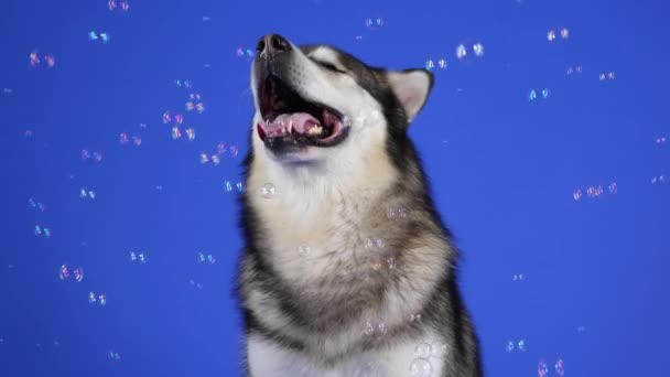 Aljaška Malamute sedí s otevřenými ústy ve studiu na modrém pozadí. Mýdlové bubliny létají kolem mazlíčka a pes je chytí pusou a sní. Zpomal. Zavřít. — Stock video