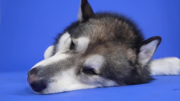 Alaskan Malamute ligt met zijn hoofd op de vloer in de studio op een blauwe achtergrond. Zeepbellen vliegen om de hond heen, maar daar let ze niet op. Sluit een honden muilkorf. Langzame beweging. — Stockvideo