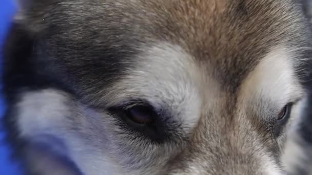 Retrato de un malamute de Alaska en el estudio sobre un fondo azul. Cierre de ojos de perro marrón oscuro. Movimiento lento. — Vídeos de Stock