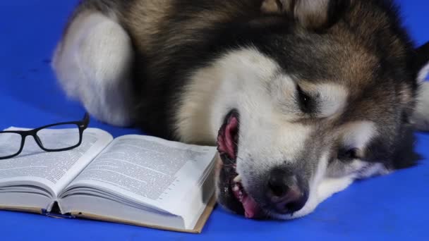 Уставший аляскинский маламут лежит рядом с книгой и очками в студии на синем фоне. Животное засыпает после прочтения. Закрыть собачью морду. Медленное движение. — стоковое видео