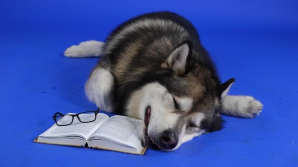 Yorgun bir Alaska Malamute, stüdyoda mavi arka planda bir kitap ve gözlüğün yanında yatıyor. Hayvan okuduktan sonra uykuya dalar. Ağır çekim. Kapat.. — Stok video