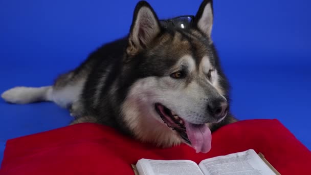 Um Malamute do Alasca com óculos na cabeça está lendo um livro que jaz em um travesseiro vermelho. Cão no estúdio com um fundo azul. Movimento lento. Fechar. — Vídeo de Stock