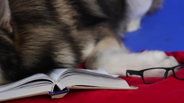 Um Malamute do Alasca está em um travesseiro vermelho ao lado de óculos e um livro. Pet no estúdio em um fundo azul. Movimento da câmera de óculos para o rosto dos cães. Movimento lento. Fechar. — Vídeo de Stock