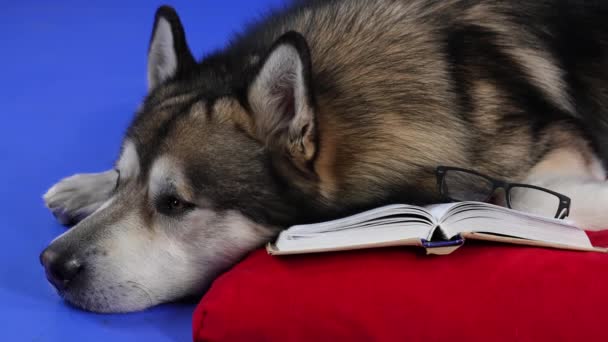 Üzerinde kitap ve gözlük olan kırmızı bir yastığın yanında bir Alaska Malamute duruyor. Evcil hayvan mavi arka planda, stüdyoda yatıyor. Ağır çekim. Kapat.. — Stok video