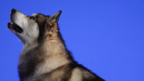 Профіль на Alaskan Malamute в студії на синьому тлі. Собака сидить з піднятою головою, дивиться вгору і починає гавкати. Повільніше. Зачиніть.. — стокове відео
