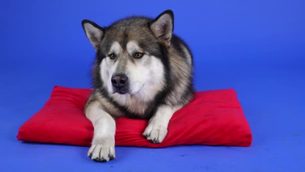 Vista frontale di Alaskan Malamute sdraiato su un cuscino rosso in studio su uno sfondo blu. Il cane mente e lecca le labbra. Al rallentatore. Da vicino.. — Video Stock