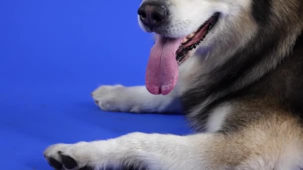 Alaskan Malamute si trova nello studio su uno sfondo blu. Movimento della fotocamera dalle zampe dei cani al viso. L'animale domestico sporge la lingua e lecca le labbra. Rallentatore. — Video Stock