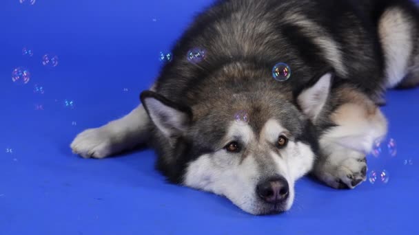 Een vermoeide Alaskan Malamute ligt in de studio op een blauwe achtergrond. Het huisdier ligt bijna te slapen, en zeepbellen vliegen om hem heen, waar hij naar kijkt. Langzame beweging. Sluiten.. — Stockvideo