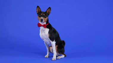 Basenji kırmızı bir papyonla oturur ve kameraya bakar. Stüdyoda evcil hayvan, mavi arka planda. Ağır çekim. Kapat..