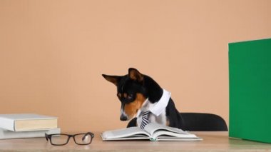 Basenji, bir tasma ve çizgili bir kravat takarak çalışma masasında oturuyor, üzerinde kitaplar ve gözlükler var. Eğitim ya da eğitim kavramı. İş için. Ağır çekim. Kapat..