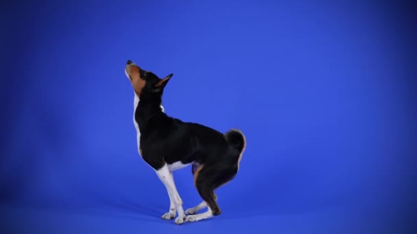 Вид сбоку выступающей в студии собаки Басенджи на голубом фоне. Животное встает на задние ноги, затем встает в полный рост, а затем садится. Медленное движение. Закрыть. — стоковое видео