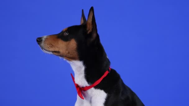 Profilporträtt av Basenji i studion på en blå bakgrund. African Barkless Dog klädd i en röd fluga tittar framför sig, vänder sedan huvudet och tittar in i kameran. Sakta i backarna. Närbild. — Stockvideo