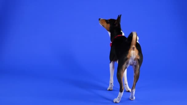 Bakifrån av Basenji stående i full längd i studion mot en blå bakgrund. Ett husdjur i röd fluga står på bakbenen för att sträcka sig efter en våffla på ett snöre. Närbild. — Stockvideo