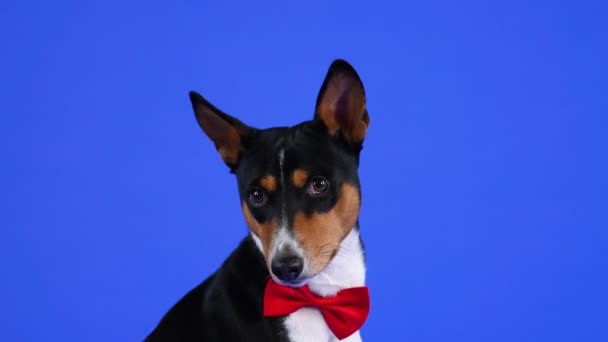 スタジオには、赤い蝶ネクタイの魅力的な弁士が青い背景に座っています。犬の前頭葉の肖像画を閉じます。スローモーション. — ストック動画
