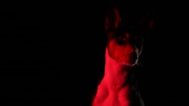Basenji köpeğinin ön görüntüsü. Evcil hayvan stüdyoda kırmızı neon ışıklı siyah bir arka planda oturuyor. Köpeğin ağızlığını kapat. Yavaş çekim.