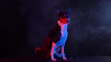 Basenji, dumanlı, karanlık bir stüdyoda kırmızı ışıkta siyah bir arka planda oturuyor. Evcil hayvan ileriye bakar, başını çevirir ve dışarı fırlayan kulaklarını oynatır. Ağır çekim. Kapat..
