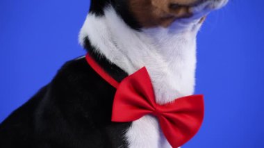 Kırmızı papyonlu Basenji stüdyoda mavi arka planda oturuyor. Kravattan evcil hayvan gözlerine kadar kamera hareketi. Ağır çekim. Kapat..