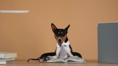 Basenji, bir tasma ve çizgili bir kravat takarak, ön pençeleriyle çalışma masasına oturur, gözlüklerin yanına oturur ve bir kitap okur. Eğitim ve iş konsepti. Ağır çekim. Kapat..