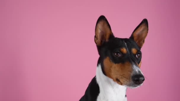 ピンクを背景にしたスタジオの中のバセンジ。突出した耳を持つコンゴ犬の正面肖像画を閉じます。スローモーション. — ストック動画