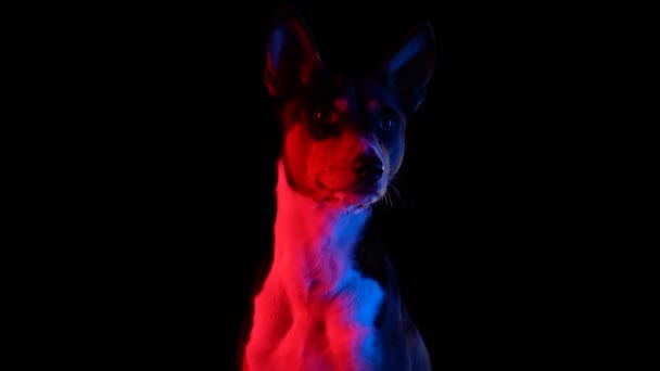 Potret depan Basenji di studio dengan latar belakang hitam dengan lampu neon merah. Hewan peliharaan itu duduk dan melihat ke kamera. Gerakan lambat. Tutup.. — Stok Video