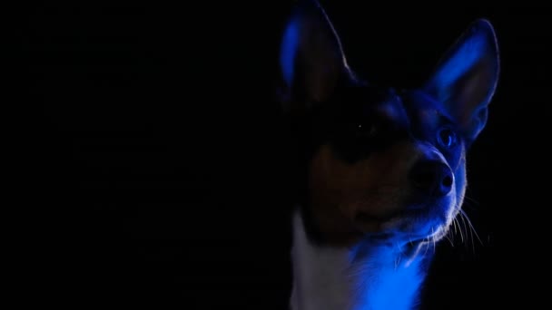 Porträtt av Basengji i studion på svart bakgrund i blått neonljus. Husdjuret tittar bort och skakar på huvudet. Närbild av ett hundmunstycke. Silhuett. Långsamma rörelser. — Stockvideo