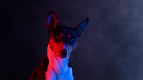 Basenji sitter i en rökig mörk ateljé mot svart bakgrund i röda neonstrålar. Husdjuret ser framåt. Sakta i backarna. Närbild. — Stockvideo