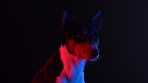 Basenji zit in een donkere studio tegen een zwarte achtergrond in rood neon licht. Het huisdier kijkt vooruit. Sluit een honden muilkorf. Langzame beweging. — Stockvideo