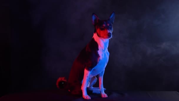 Basenji sitter full längd i en rökig mörk studio mot svart bakgrund i rött neonljus. Husdjuret tittar framåt, vrider på huvudet och vickar på sina utskjutande öron. Sakta i backarna. Närbild. — Stockvideo