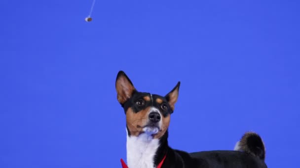 Basenji i en röd fluga i studion på en blå bakgrund. Husdjuret, med huvudet upp, tittar på pinnen på ett snöre, sedan lämnar. Sakta i backarna. Närbild. — Stockvideo