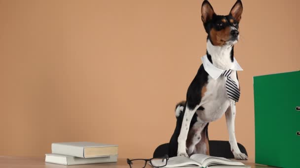 Basenji, klädd i krage och randig slips, står på bakbenen, lutad med frambenen på ett arbetsbord, som är glasögon, böcker och mappar med dokument. Sakta i backarna. Närbild. — Stockvideo