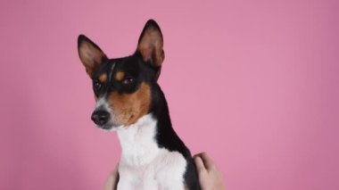 Basenji stüdyoda, pembe arka planda. Hanımefendinin elleri köpeği kulaklarının arkasından okşar, yanaklarına masaj yapar ve sırtını kaşır. Ağır çekim. Kapat..