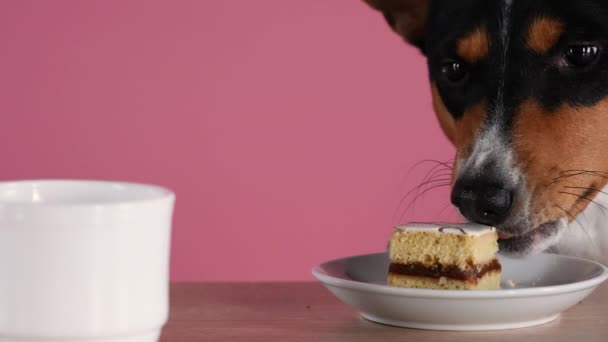 Базенджі їсть смачний торт з блюдця, який лежить на столі поруч з кухлем. Пет в студії на рожевому фоні. Повільніше. Зачиніть.. — стокове відео