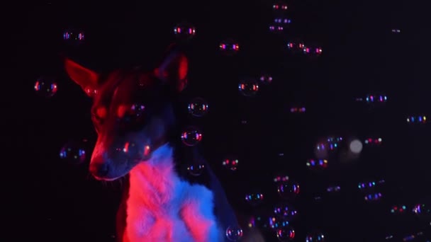Basenji zit en kijkt voor hem, omgeven door vliegende zeepbellen. Huisdier in de studio op een zwarte achtergrond in rood neon licht. Langzame beweging. Sluiten.. — Stockvideo