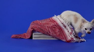 Chihuahua bir battaniyeyle kaplı tahta bir kutudan çıktı, onu kokladı, etrafında dolaştı ve kaçtı. Stüdyoda evcil hayvan, mavi arka planda. Ağır çekim. Kapat..