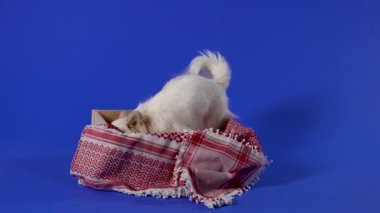 Stüdyoda mavi arka planda Chihuahua var. Köpek bir battaniyeyle kutuya gider, içine atlar, koklar, dışarı çıkar ve gider, sonra geri döner ve tekrar kutunun içine girer. Ağır çekim. Kapat..