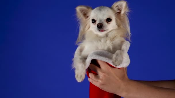A man with two hands holds an adorable Chihuahua, whose hind legs are tucked into a red Santa Claus hat, like a sack. Pet in the studio on a blue background. New Year concept. Slow motion. Close up. — Stock Video