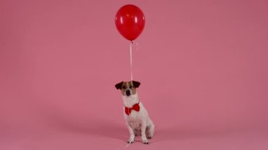 Jack Russell stüdyoda pembe arka planda oturuyor. Kırmızı papyonlu bir evcil hayvan dişinde bir balon tutuyor. Sevgililer Günü konsepti. Ağır çekim. Kapat..