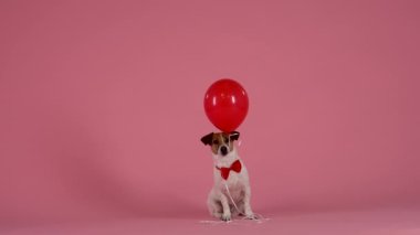 Kırmızı papyonlu Jack Russell oturuyor ve ağzında pembe arka planda stüdyoda bir balon tutuyor. Evcil hayvan kaçar, ağzından bir balon salıp yukarı uçar. Ağır çekim. Kapat..