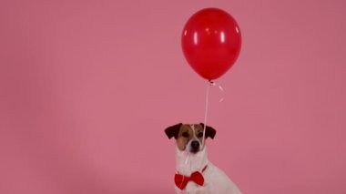 Jack Russell 'ın portresi stüdyoda pembe arka planda oturuyor. Kırmızı papyonlu bir evcil hayvan ağzına bir balon sıkıştırdı, köpek ağzını açtığında balon yukarı uçtu. Ağır çekim. Kapat..