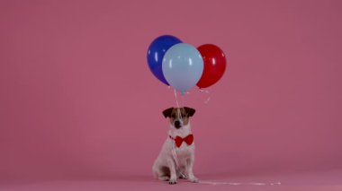 Jack Russell ağzında üç balonun bağlı olduğu iplerle oturur, dişlerini çözer ve balonlar havaya uçar. Pembe arka planda kırmızı papyonlu bir köpek. Ağır çekim. Kapat..