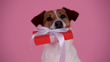 Jack Russell 'ın dişinde bir hediye kutusu olan portresi. Stüdyoda pembe bir arka planda evcil hayvan. Tatil kartı, doğum gününde hediye, 8 Mart. Ağır çekim. Kapat..
