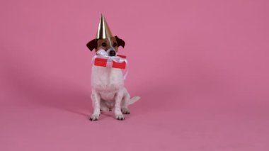Jack Russell, kafasında bir doğum günü şapkası, dişinde bir hediye kutusuyla oturur, sonra hediyeyi yere koyar ve yere yatar. Stüdyodaki köpek pembe arka planda. Ağır çekim. Kapat..
