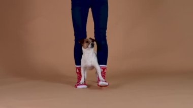 Jack Russell, forepaws koyarak hostes, onunla birlikte adım atın. Stüdyoda kahverengi arka planda bir köpek var. Ağır çekim. Kapat..