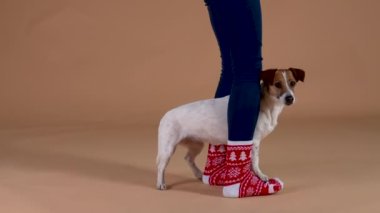 Jack Russell, ön pençelerini hanımefendinin ayaklarına koyuyor, onunla dönüyor, küçük adımlar atıyor. Stüdyoda kahverengi arka planda bir köpek var. Ağır çekim. Kapat..