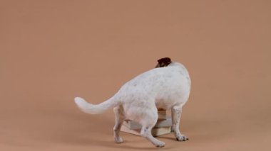 Komik Jack Russell, ön pençelerini bir kitap yığınının üzerinde duruyor, saat yönünde ve saat yönünün tersine dönüyor. Stüdyoda evcil hayvan, kahverengi arka planda. Ağır çekim. Kapat..